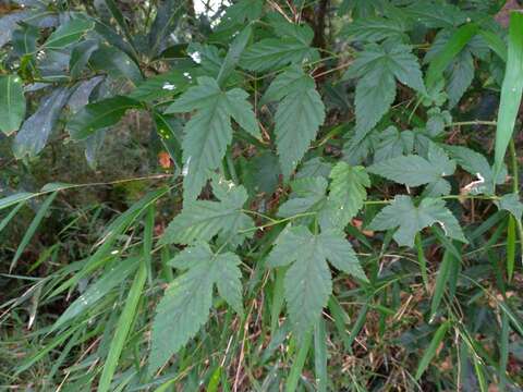 صورة Rubus corchorifolius L. fil.