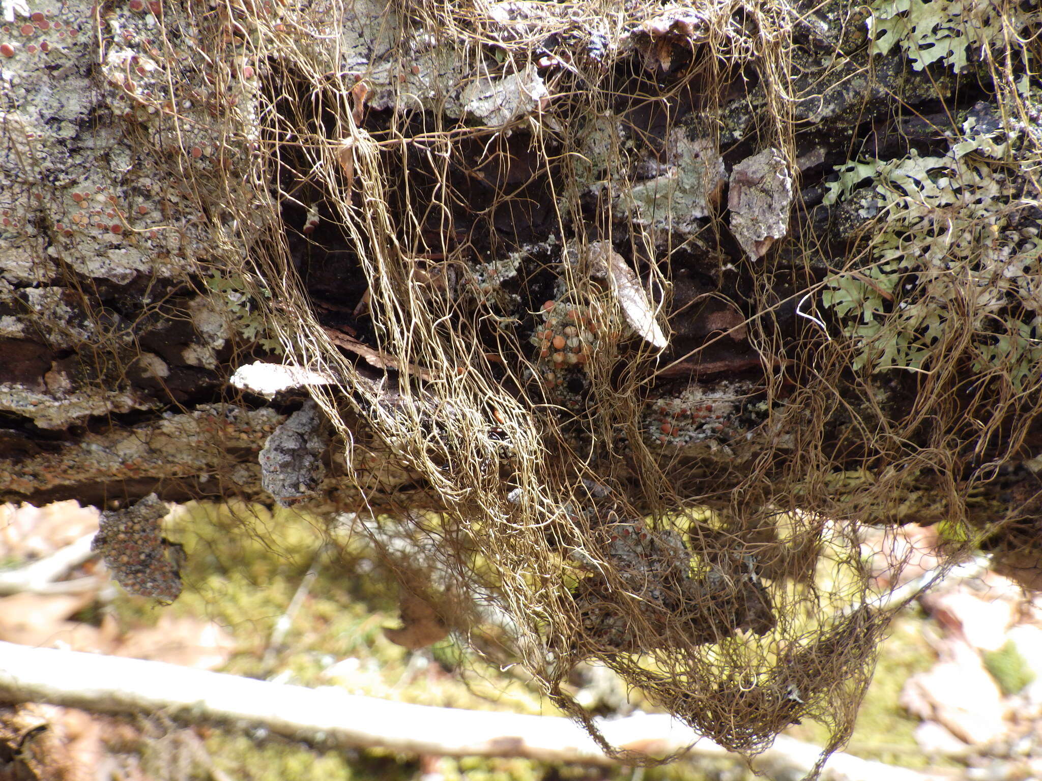 Imagem de Bryoria trichodes (Michx.) Brodo & D. Hawksw.