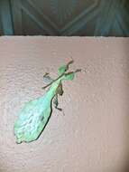 Image of Seychelles leaf insect