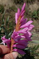 Image of Watsonia lepida N. E. Br.