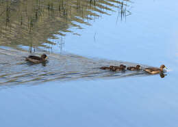 Image of Yellow-billed Teal