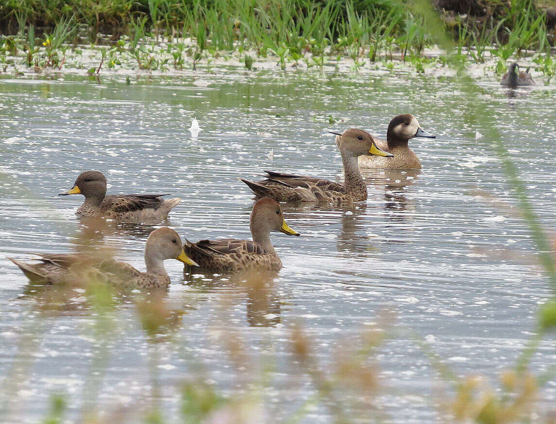 Image of Yellow-billed Pintail