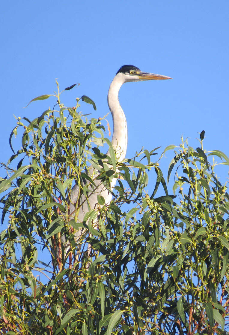 Image of Cocoi Heron