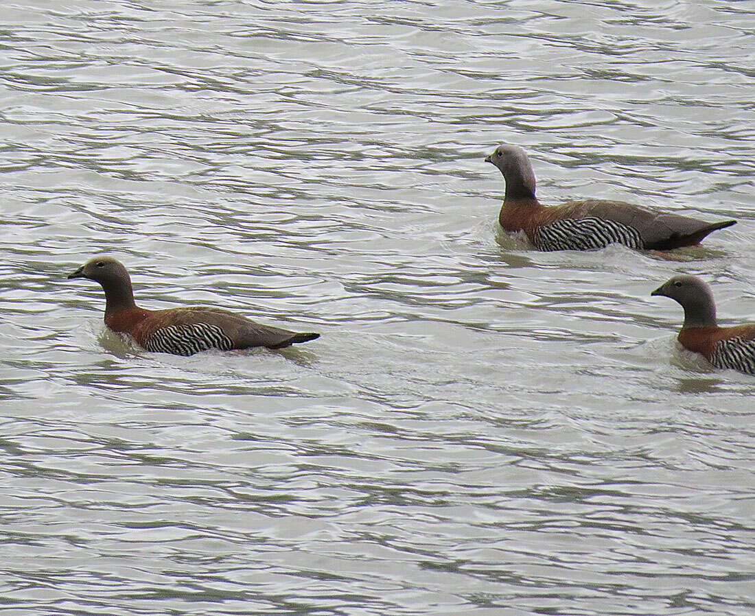 Image of Ashy-headed Goose