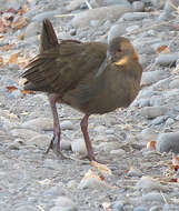 Image of Plumbeous Rail