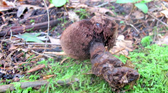 Image of Velvet tooth