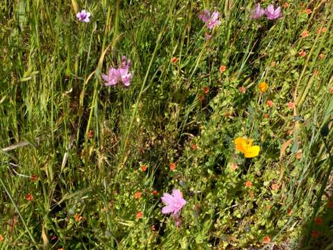 Image of dwarf checkerbloom