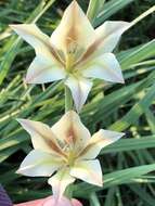 Image of ever-flowering gladiolus