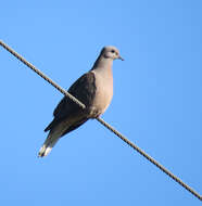 Image of Eared Dove