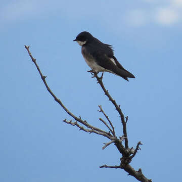 Image of Chilean Swallow