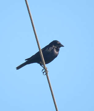 Image of Shiny Cowbird