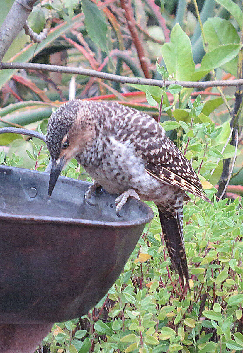 Image of Chilean Flicker