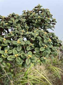 Image of Lehua Papa