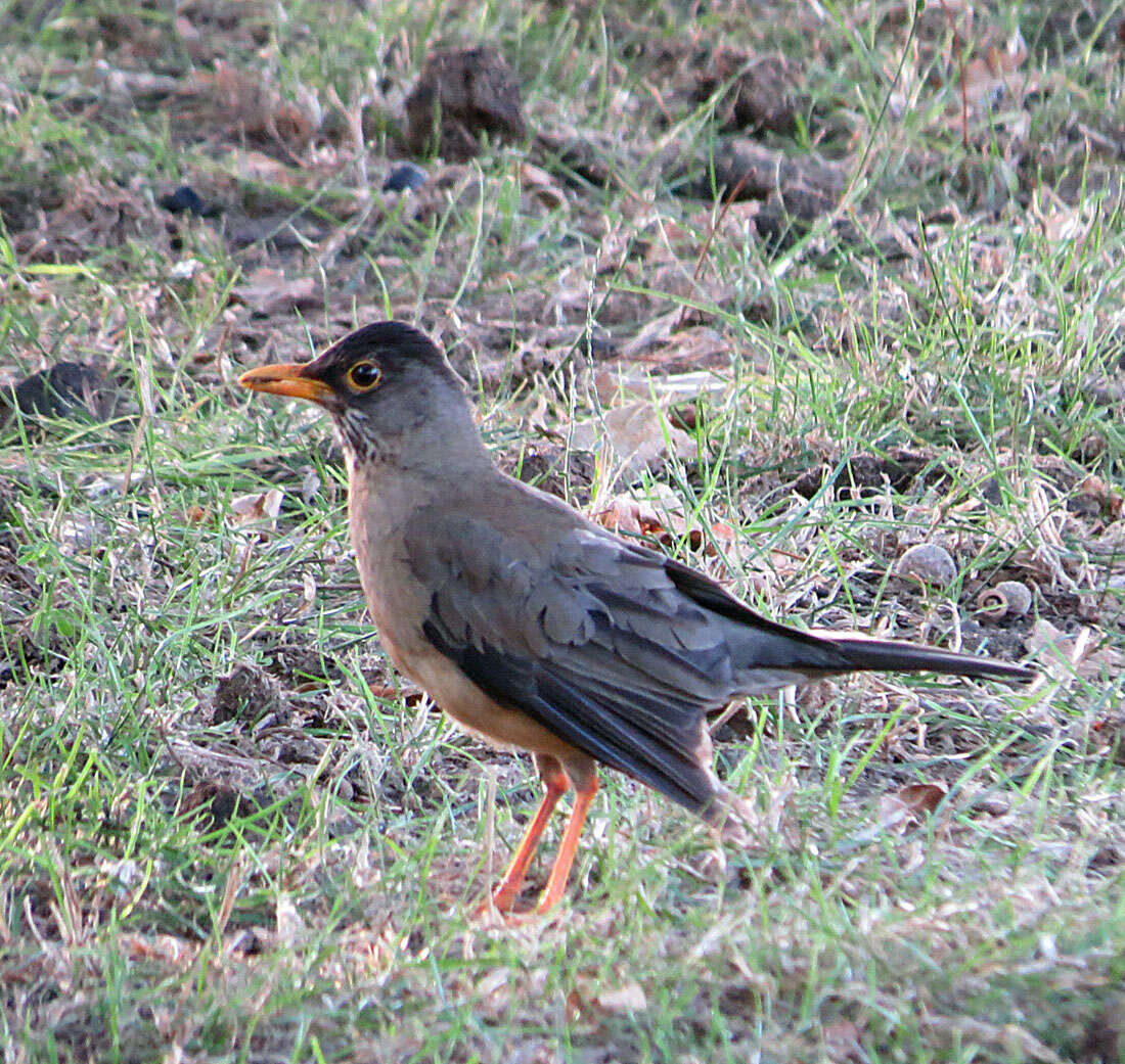 Image of Austral Thrush