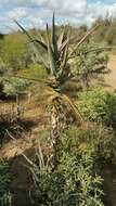 Aloe divaricata A. Berger resmi