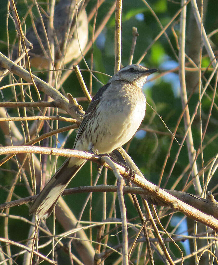 Image of Chilean Mockingbird