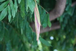 Image de Brownea grandiceps Jacq.