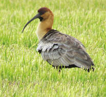 Image of Black-faced Ibis