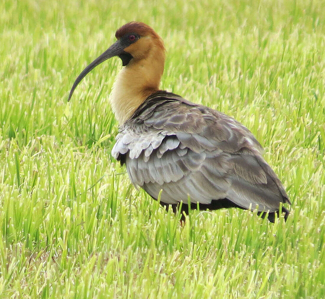 Image of Black-faced Ibis