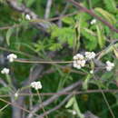 Image de Isocarpha oppositifolia (L.) Cass.