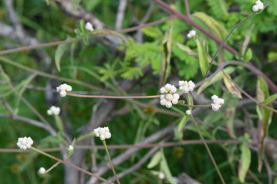 Image de Isocarpha