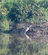 Image of Asiatic Softshell Turtle