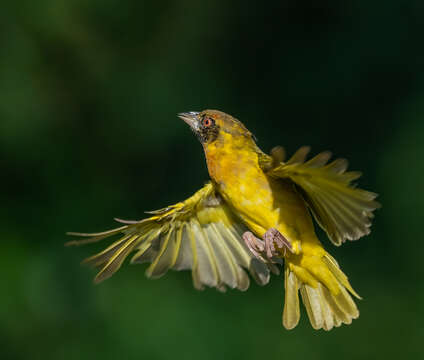 Image of Vitelline Masked Weaver