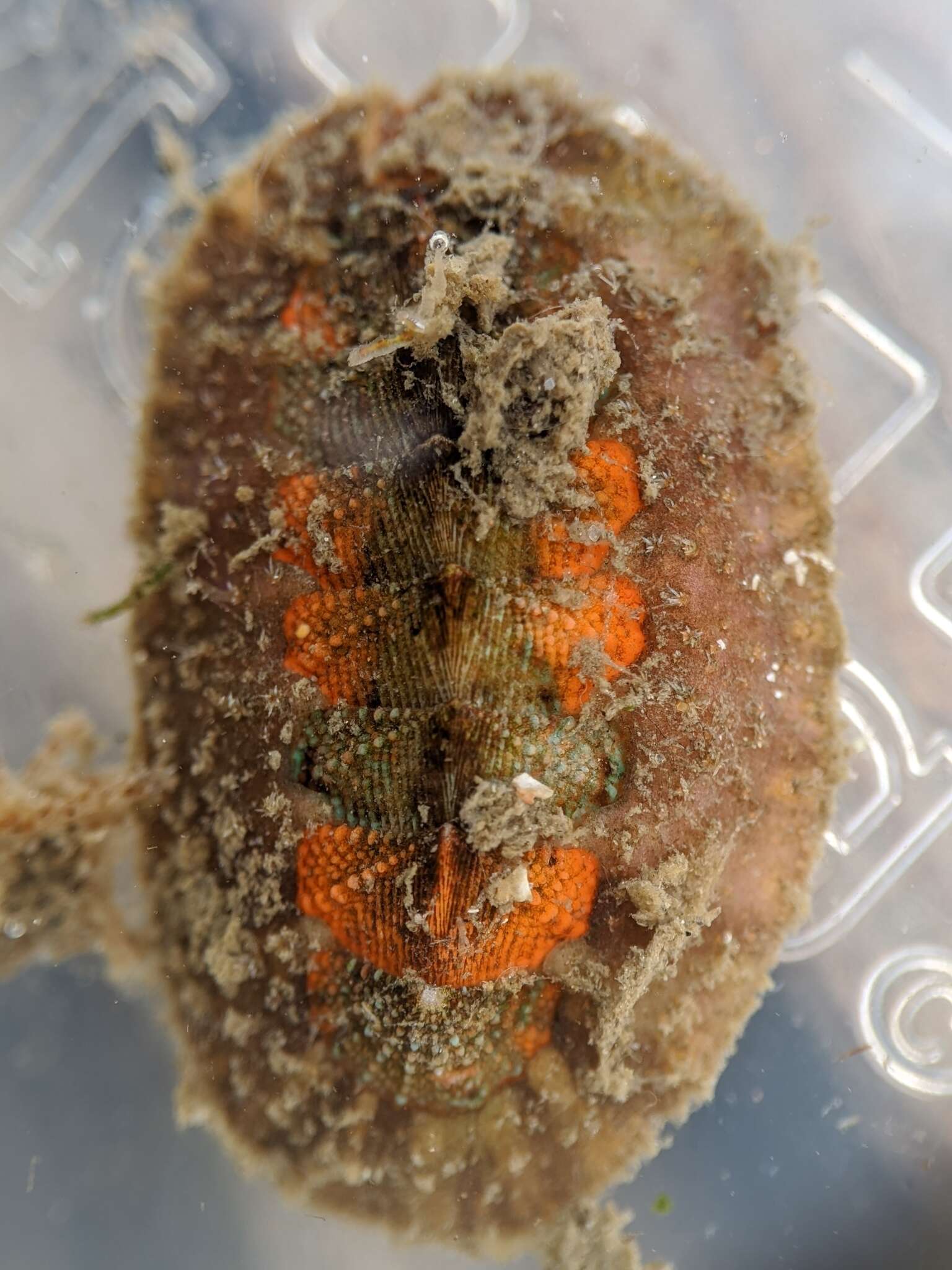 Image of hairy chiton