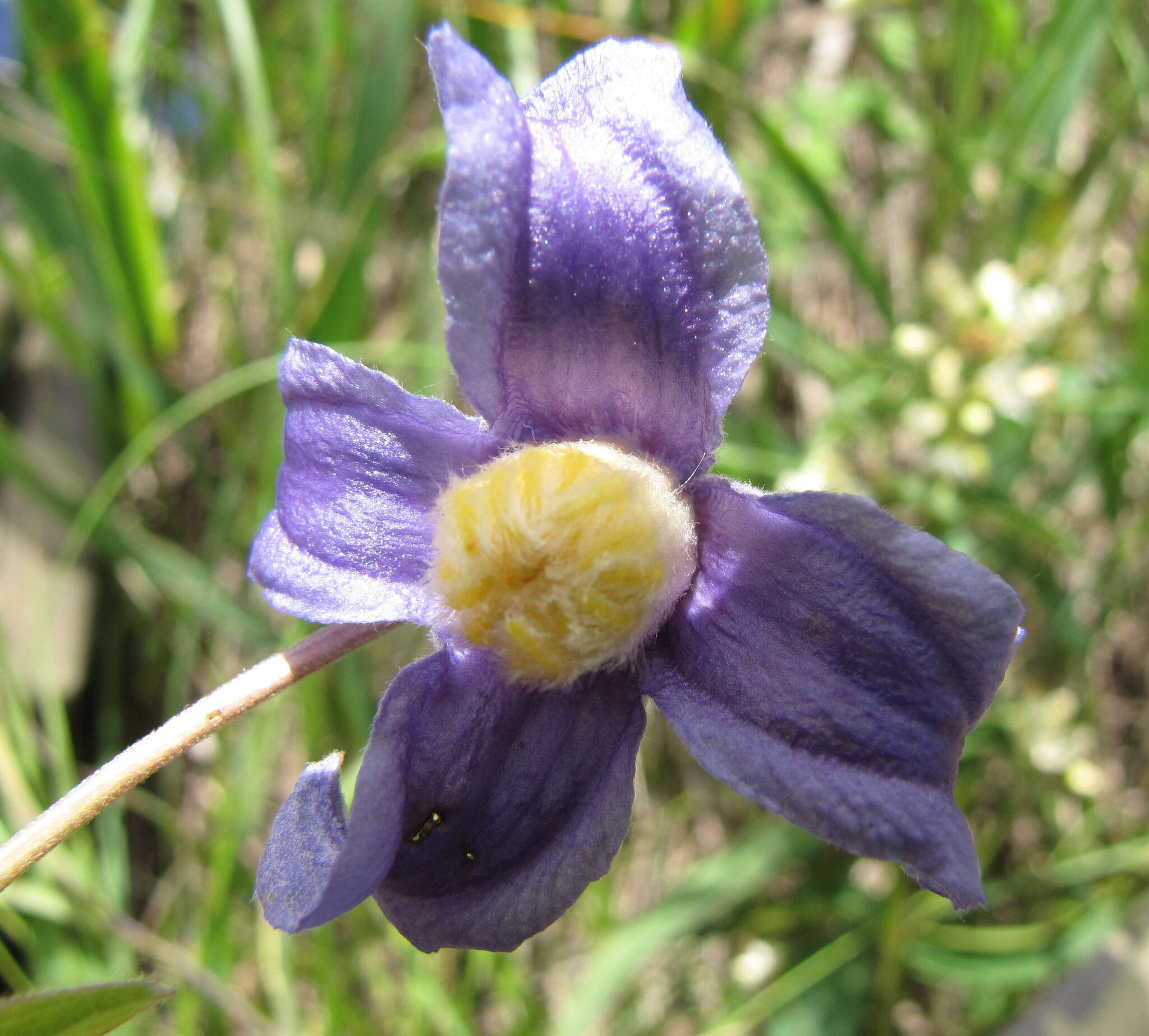 Imagem de Clematis integrifolia L.