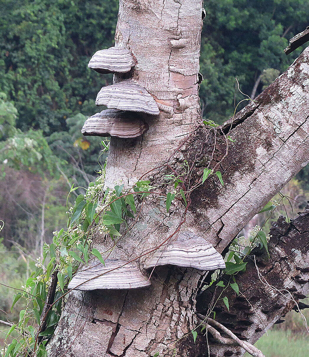 Imagem de Fomes fasciatus (Sw.) Cooke 1885