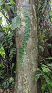 Image of Monstera tenuis K. Koch