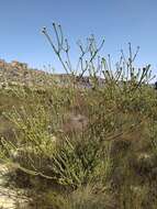 Image of Leucadendron concavum I. Williams