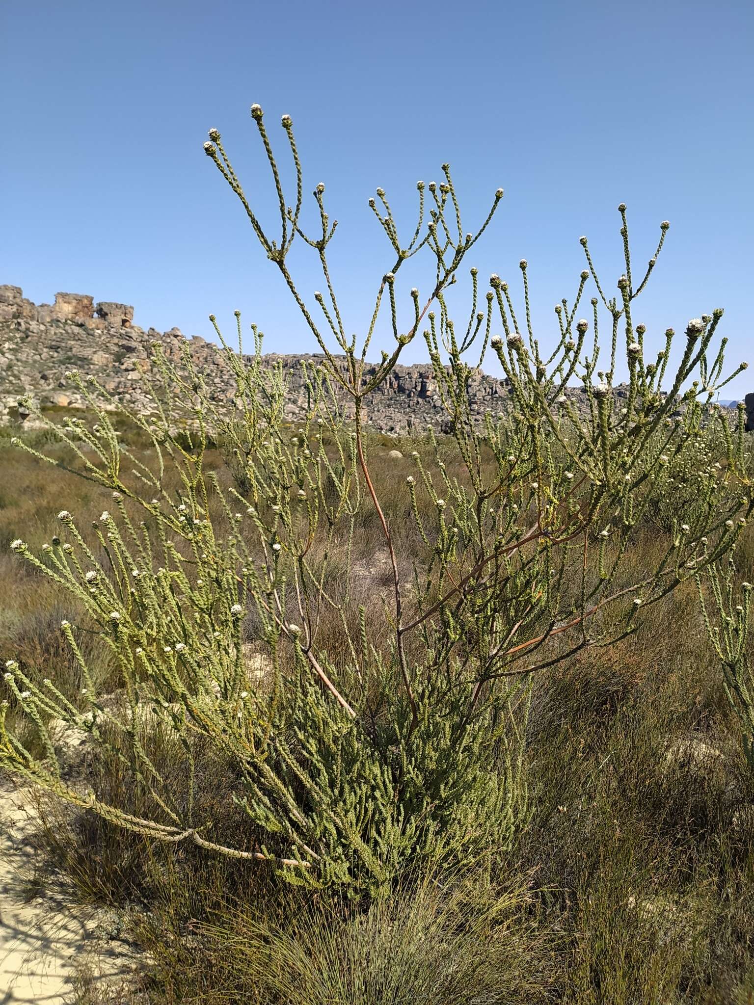 Image of Leucadendron concavum I. Williams