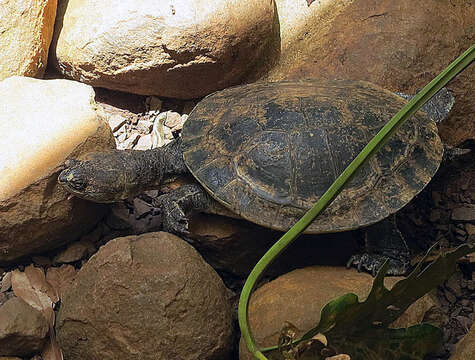 Image of Argentine snake-necked turtle