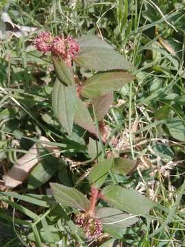 Image of Euphorbia hirta L.