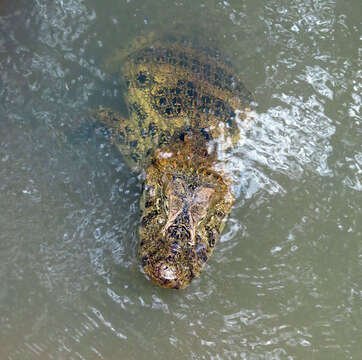 Image of Broad-snouted Caiman