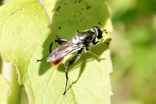 Image of Xylota bicolor Loew 1864