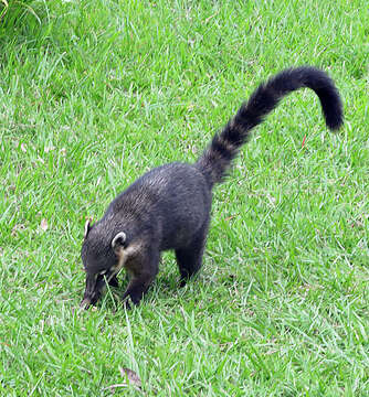 Image of South American Coati