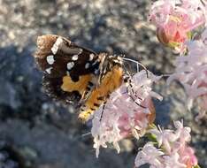 Imagem de Hecatesia thyridion Feisthamel 1839