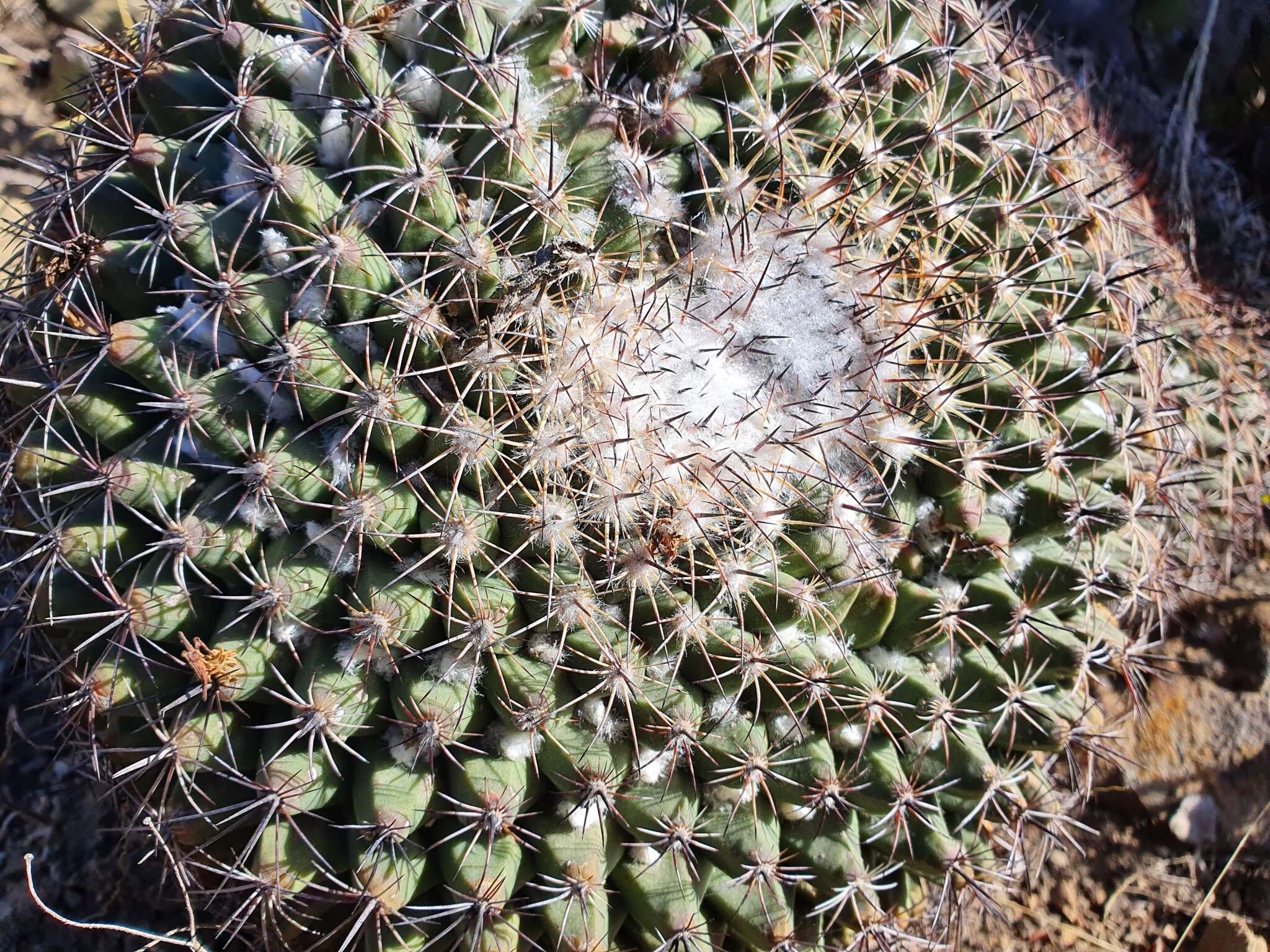 Image of Mammillaria melanocentra subsp. melanocentra