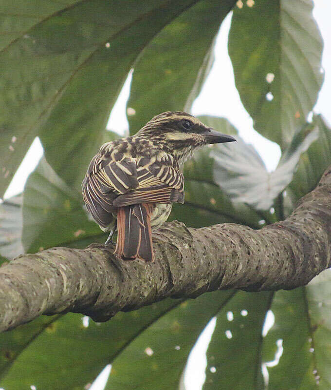 Imagem de Myiodynastes maculatus (Müller & Pls 1776)