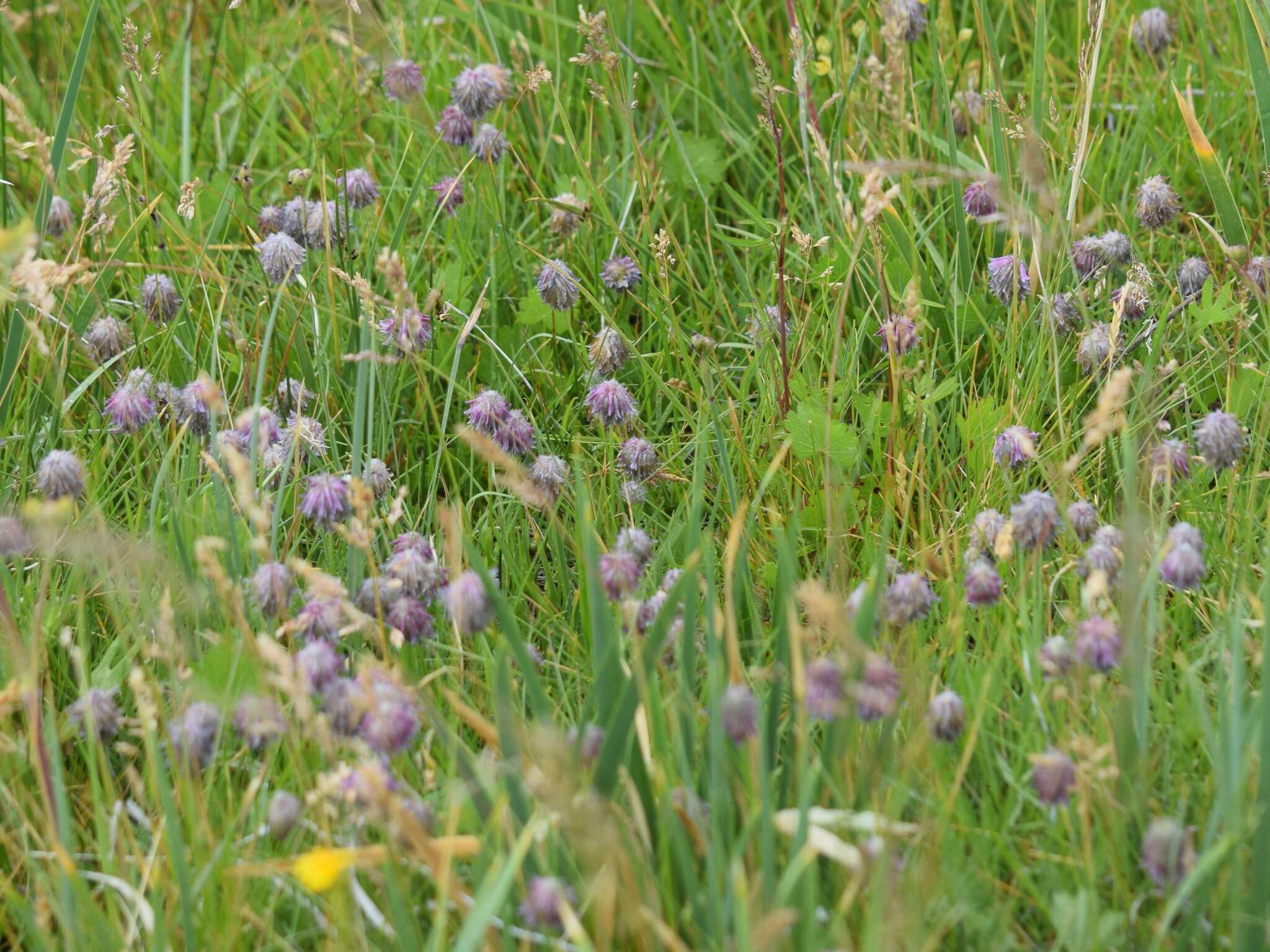 Слика од Trifolium eriocephalum subsp. cusickii (Piper) J. M. Gillett