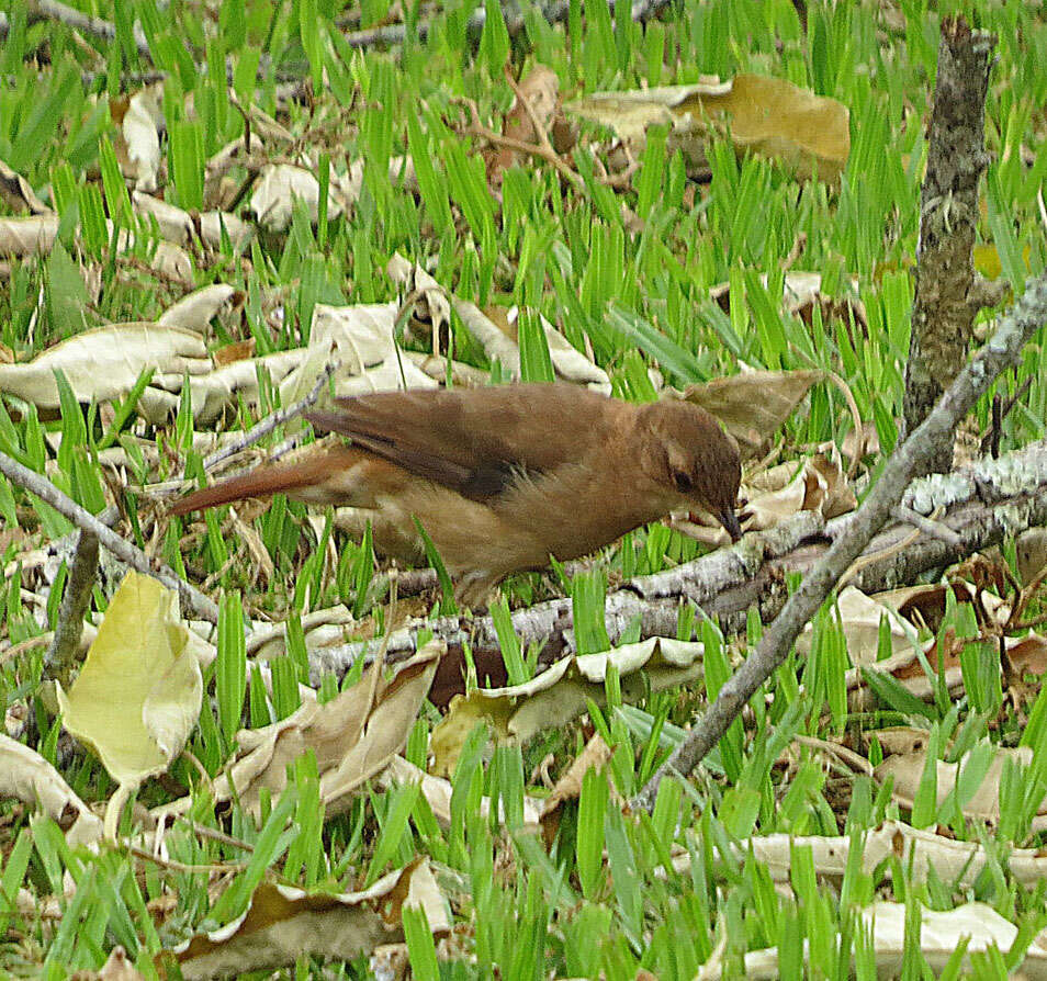 Image of Rufous Hornero