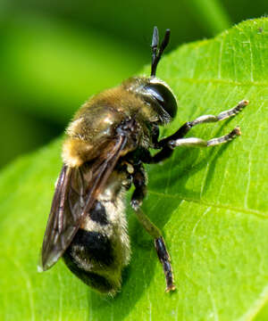 Image of Microdon manitobensis Curran 1924