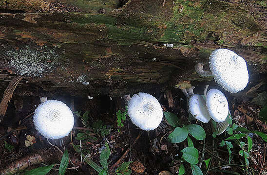 Leucocoprinus cretaceus (Bull.) Locq. 1945 resmi