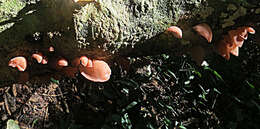 Image of ear fungus