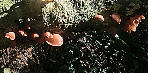 Image of ear fungus