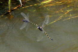 Image of Ringed Cascader