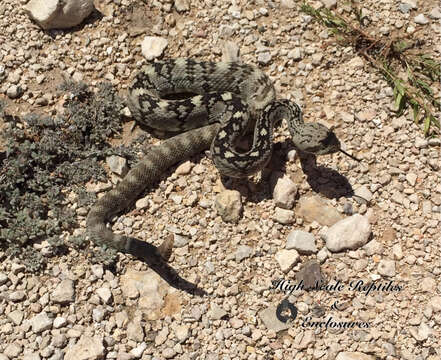 Image of Crotalus ornatus Hallowell 1854