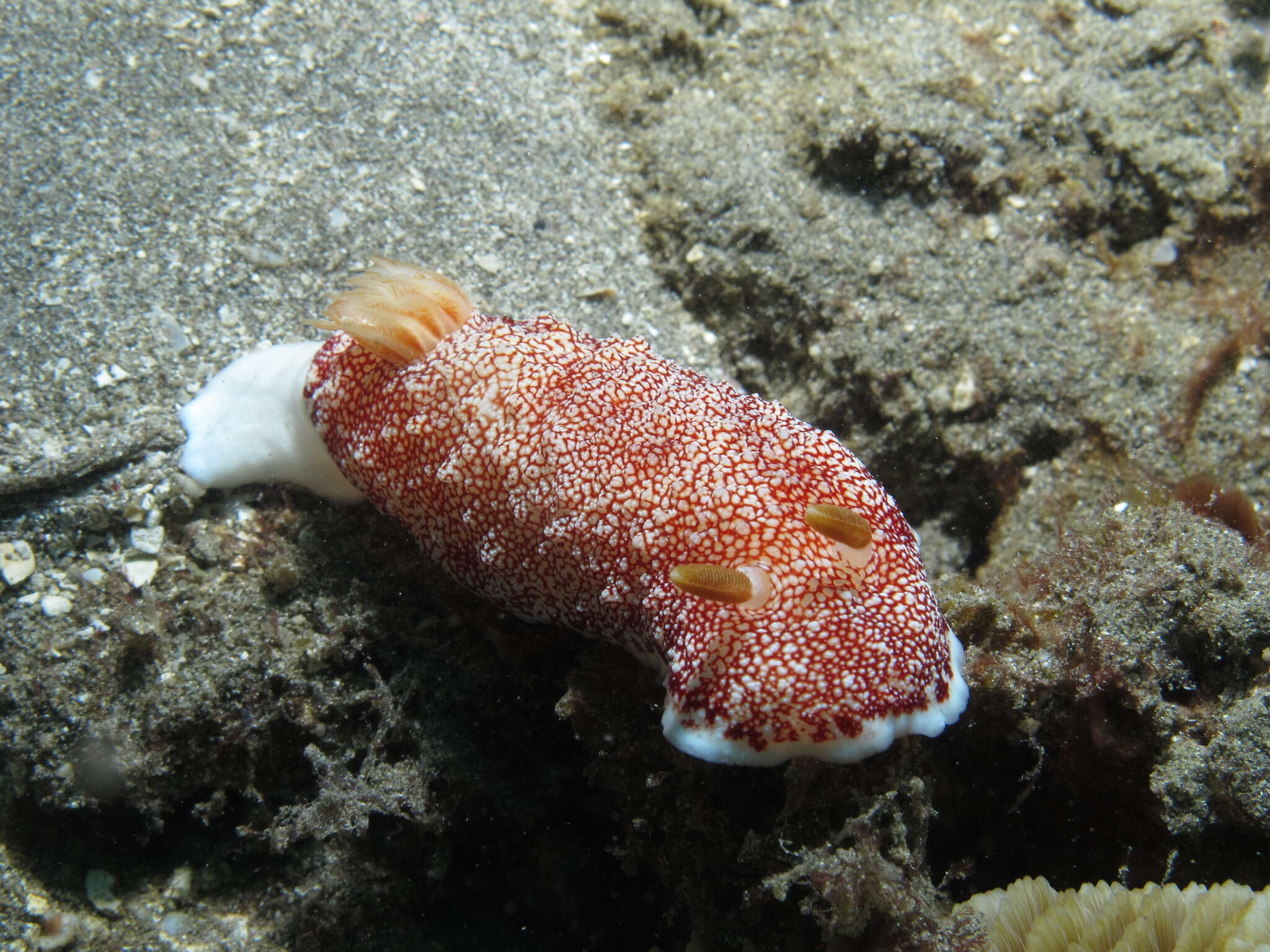 Image of Reticulated red slug